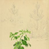 戰(zhàn)場(chǎng)所見植物 28cm×38cm 1952年 速寫