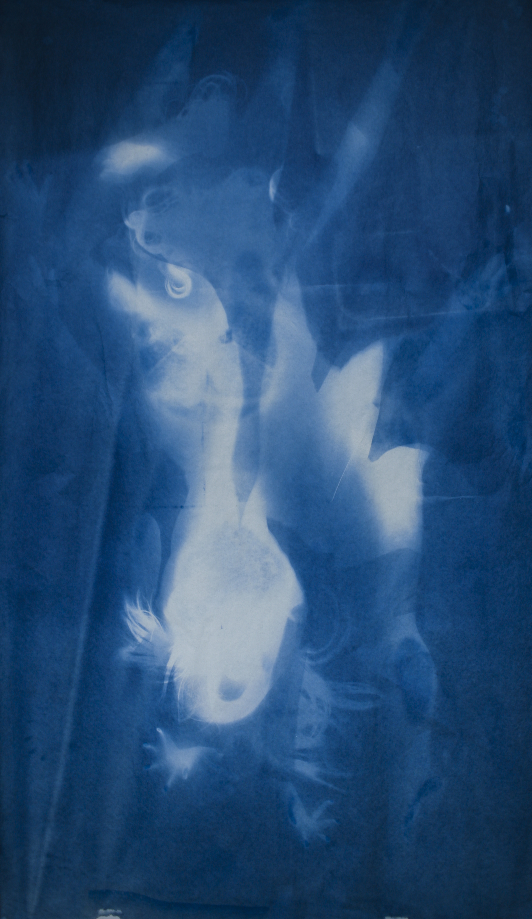 將要展出的作品其一： EtherealEvolving6, 2018 演·化 6 Cyanotype on paper  紙面藍(lán)曬(氰版照相法) 82 x 47 inch (208.3 x 119.4 cm) .jpg