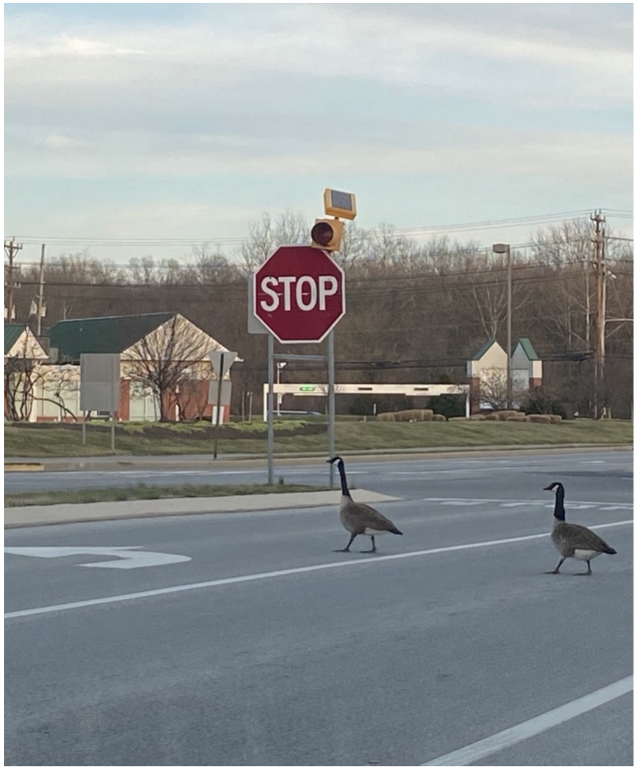 Stop ! Geese in Delaware.png