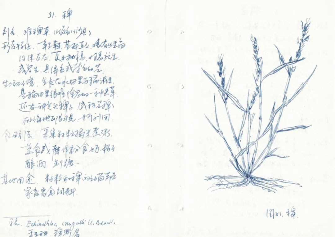 Zheng Bo, Survival Manual I (Hand-Copied 1961 %22Shanghai’s Wild Edible Plants%22)，2015－2.jpg