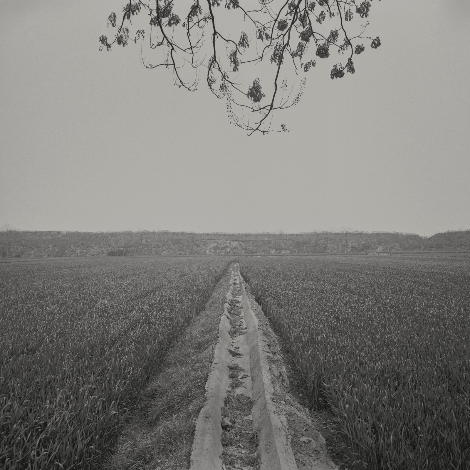 3 Ta Ke, A Tree with Flowers on the Ancient City Wall, 2010, 30.4×25.5cm, Platinum &Palladium Printing, Collection of CAFA Art Museum.jpg