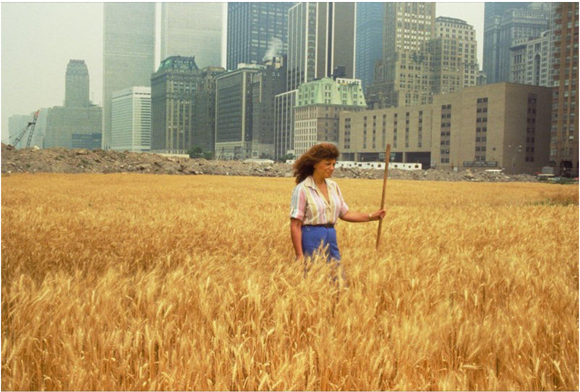 艾格尼斯·丹尼斯（Agnes Denes） 麥田-對(duì)抗 （Wheatfield—a Confrontation） 1982 .png