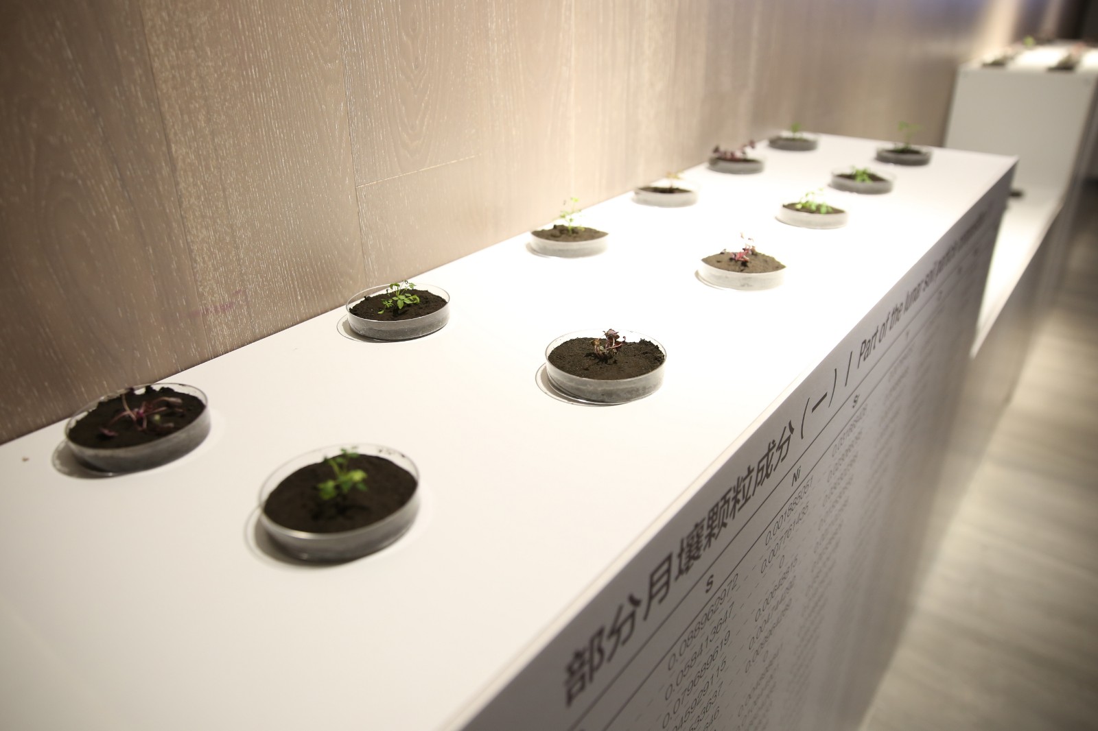 Plants cultivated in simulated lunar soil 01.jpg