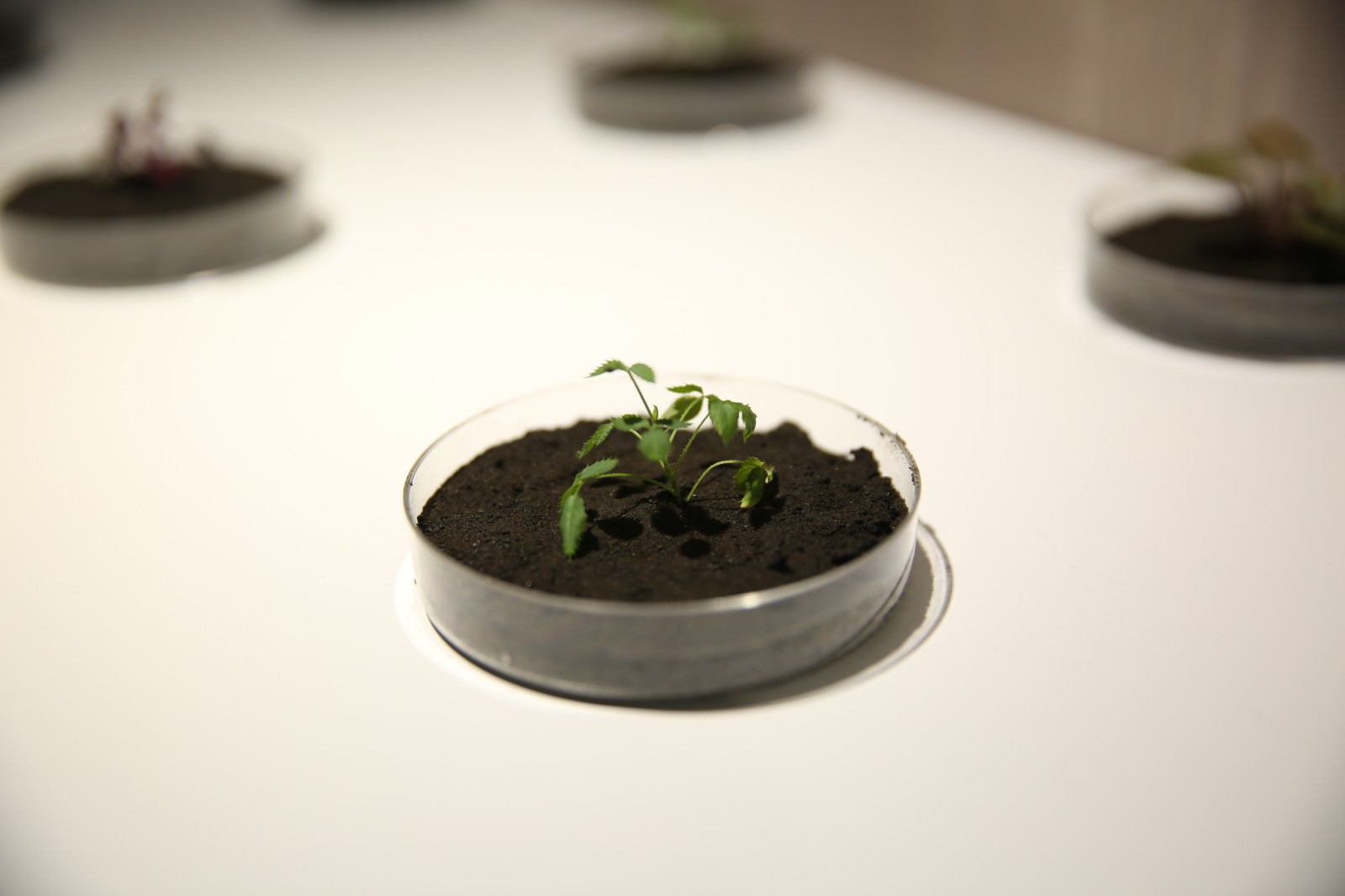 Plants cultivated in simulated lunar soil 02.jpg