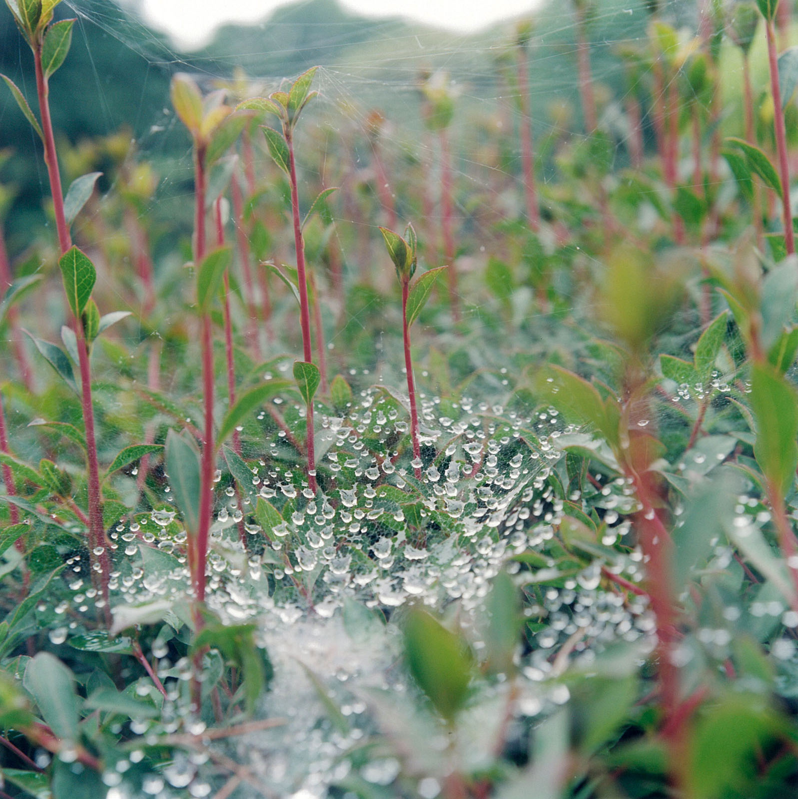 5.《無題》，《照度》系列，川內(nèi)倫子，彩色合劑沖印，2011.jpeg