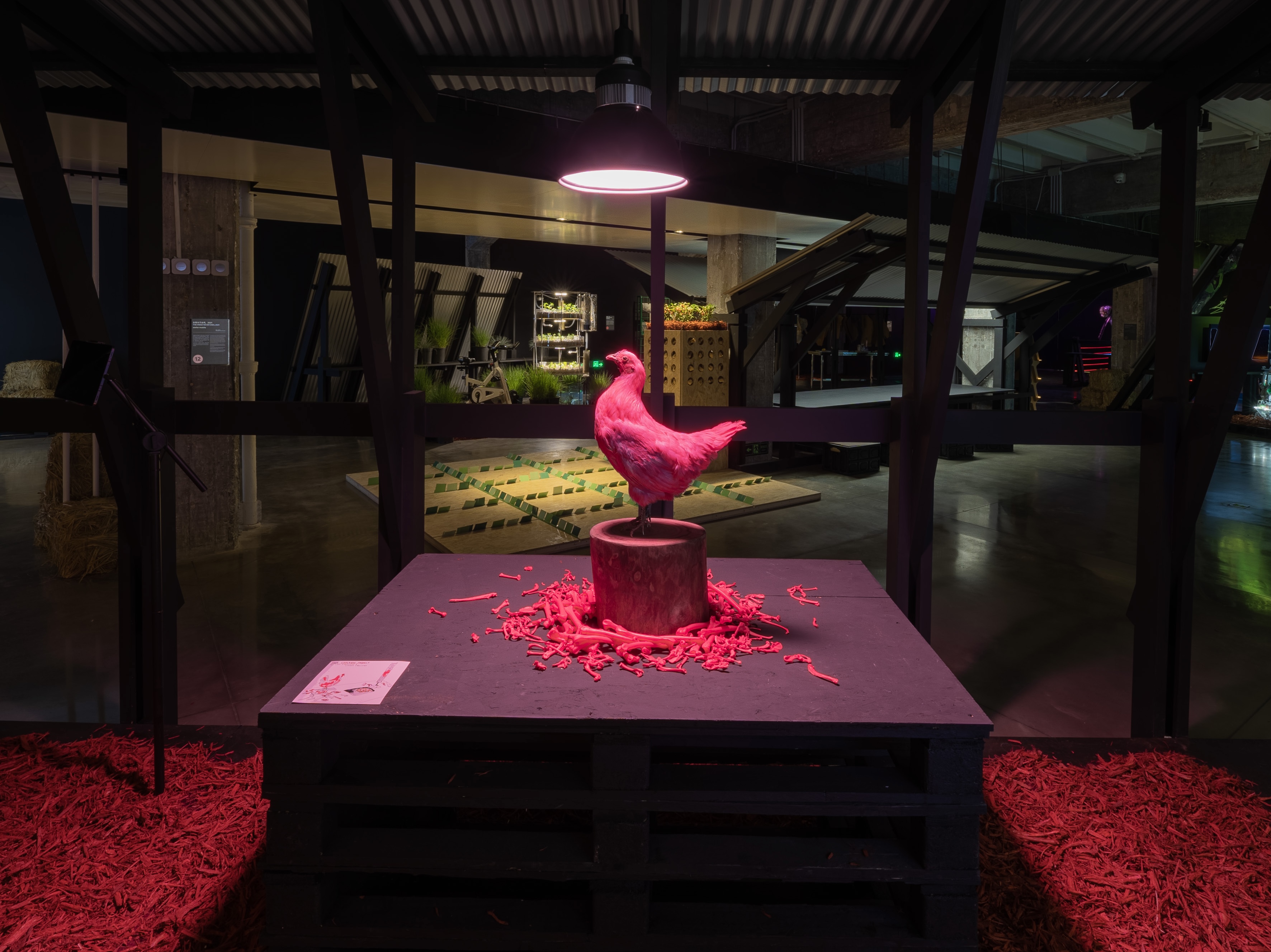 粉紅雞計(jì)劃Pink Chicken Project, Nonhuman Nonsense Studio, 混合媒介, 2017.jpg