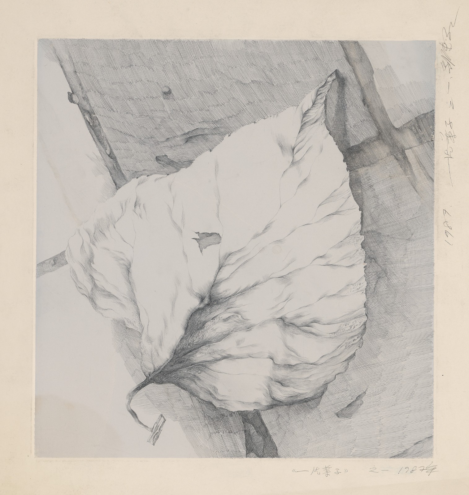 《一片葉子-1》，紙本鉛筆，40 × 40 cm，1987.jpg