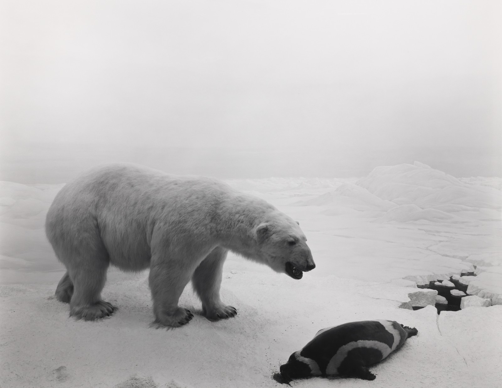 10杉本博司，《北極熊》，1976，明膠銀鹽相紙，119.4× 149.2 cm。? Hiroshi Sugimoto，圖片由藝術(shù)家提供。.jpeg