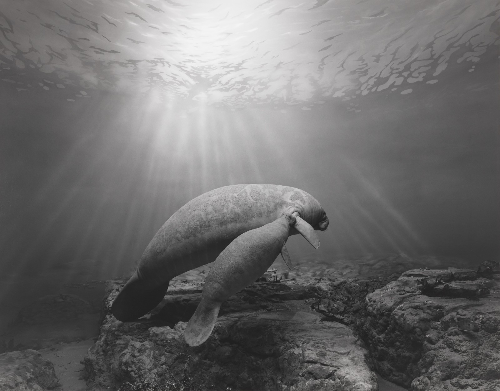 11杉本博司，《海牛》，1994，明膠銀鹽相紙，119.4 ×149.2 cm。? Hiroshi Sugimoto，圖片由藝術(shù)家提供。.jpeg